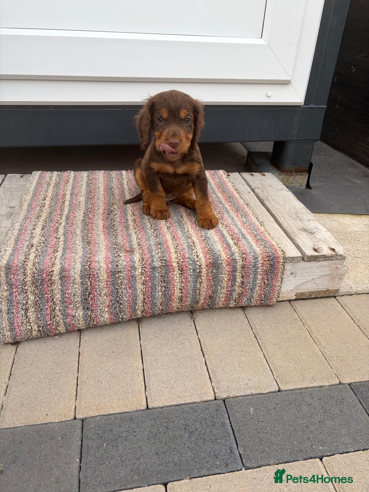Cocker Spaniel dogs Beautiful working cockers  - Advert 1