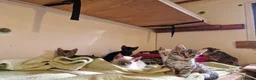 Mixed Breed cats for sale: Bengal,Siamese, Maine coon mix kittens.  - Advert 21