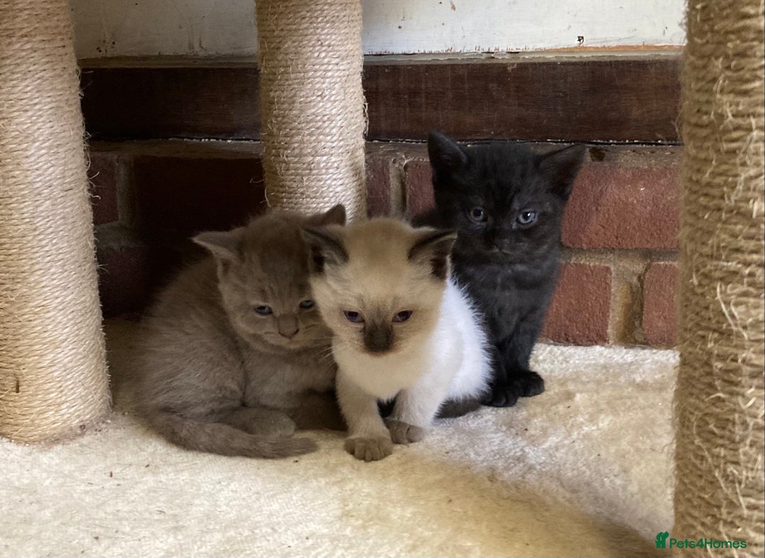 British Shorthair cats for sale: Healthy, happy kittens - Image 10