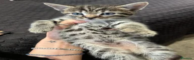 Bengal 1
