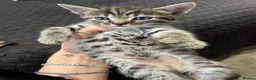 Bengal cats for sale: Stunning bengal x kittens  - Advert 4
