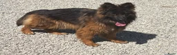 German Shepherd dogs for sale: German shepherd bitch for sale  - Advert 7