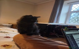 British Longhair cats for sale: Sweet 11 week old kitten 🐈‍⬛️ - Advert 2