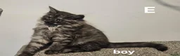Maine Coon cats for sale: Large Maine Coon kittens regd European bloodline - Advert 15