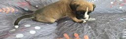 Boxer dogs for sale: Kc boxers - boy and girl are looking for 🏡 - Advert 11