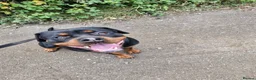 Rottweiler dogs for sale: Rottweiler - Advert 3