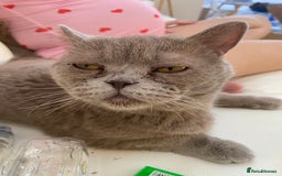 Mixed Breed cats for sale: 4 beautiful kittens, Bengal & British shorthair - Image 18