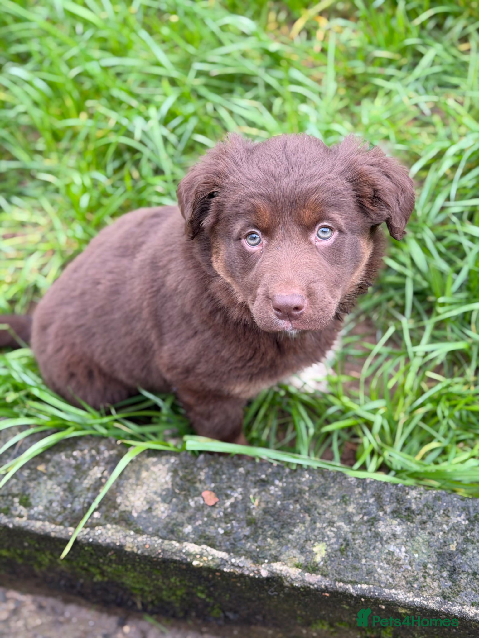Borador dogs Labrador x Collie Puppy - Advert 1