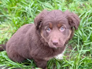 Borador dogs Labrador x Collie Puppy - Advert 11