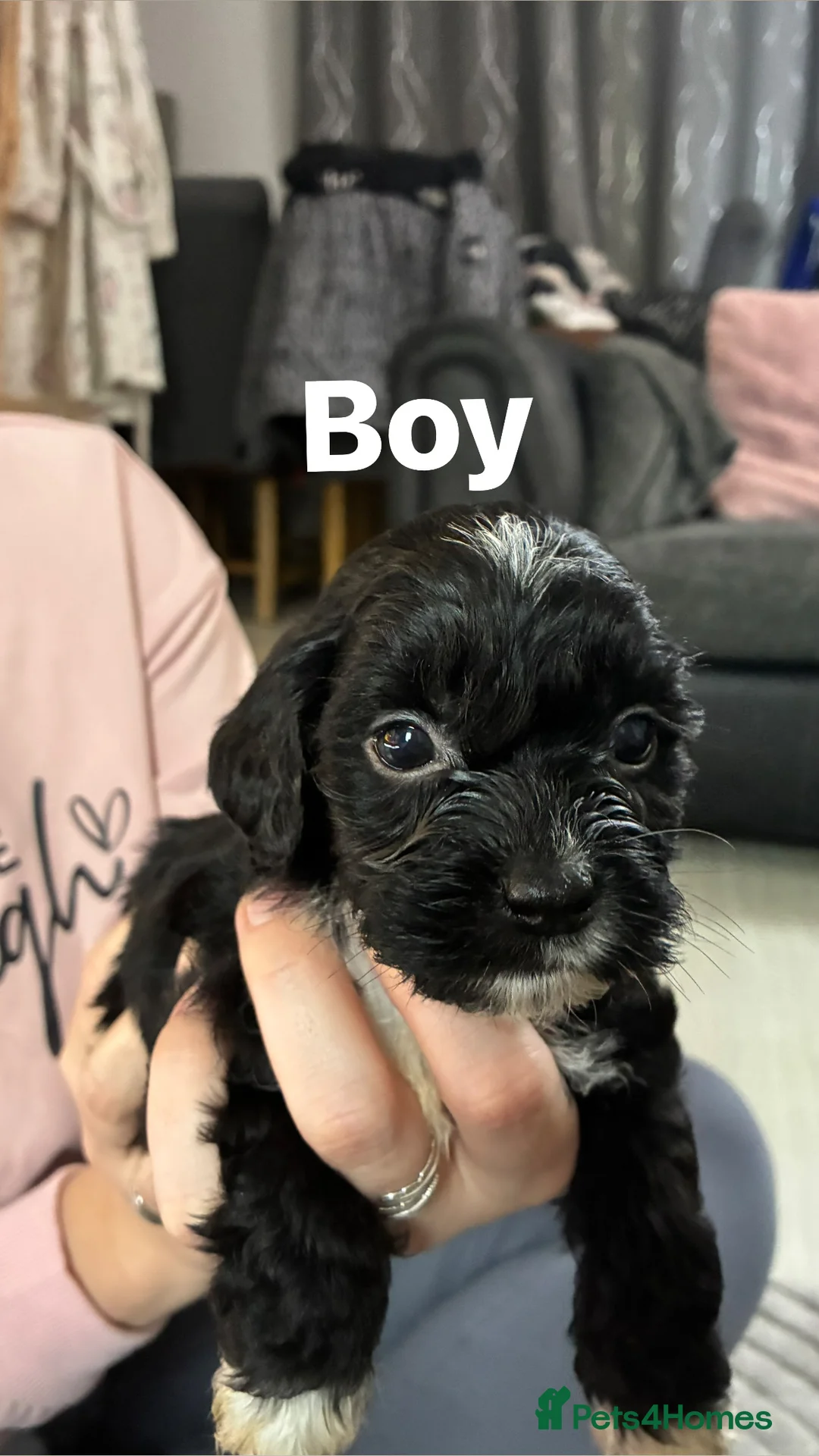 Shih Tzu dogs for sale: Cock a tzu - Advert 3