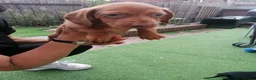 Dachshund dogs for sale: 4 Dachshund puppies !! - Advert 3