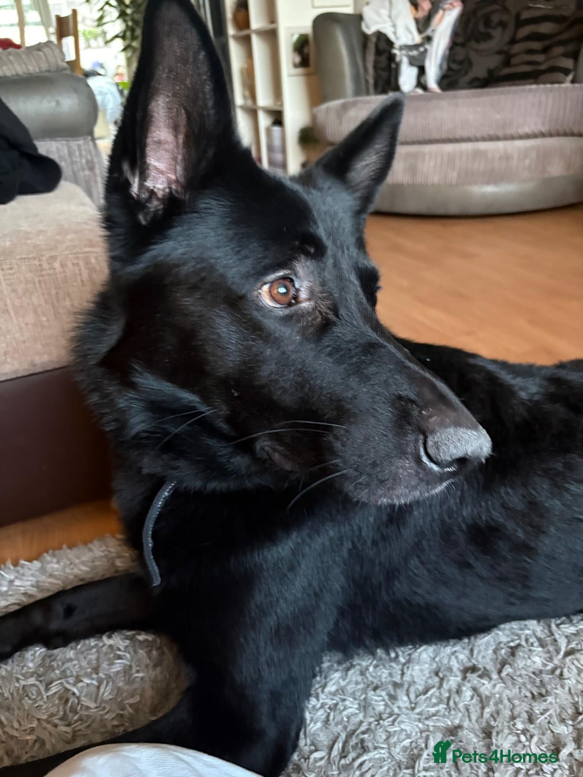 Mixed Breed dogs for sale: Family Dog needing to be rehomed - Advert 3