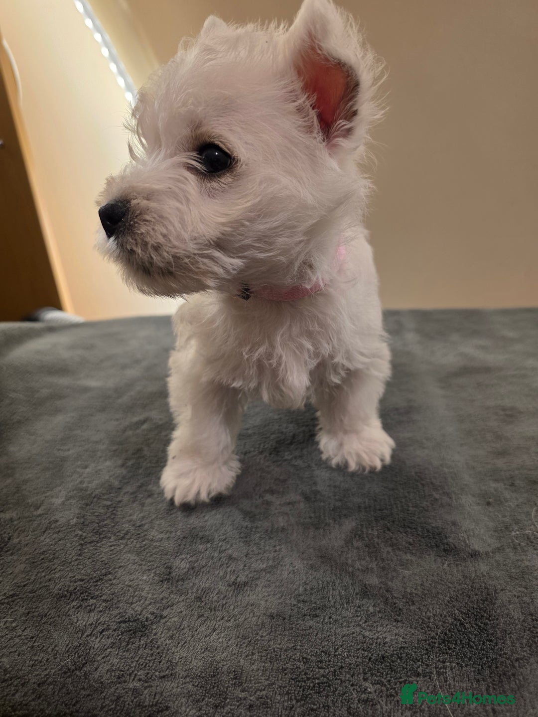 West Highland Terrier dogs for sale: Pure Westies Kc registered  - Advert 6