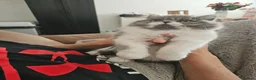 Persian cats for sale: Stuning Persian Girls - Advert 2