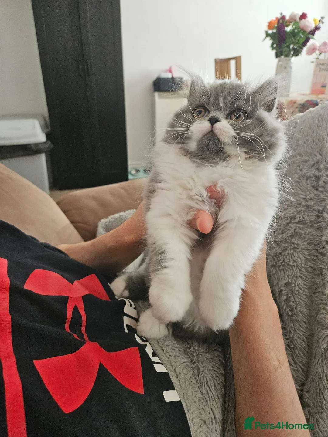 Persian cats for sale: Stuning Persian Girls - Advert 2