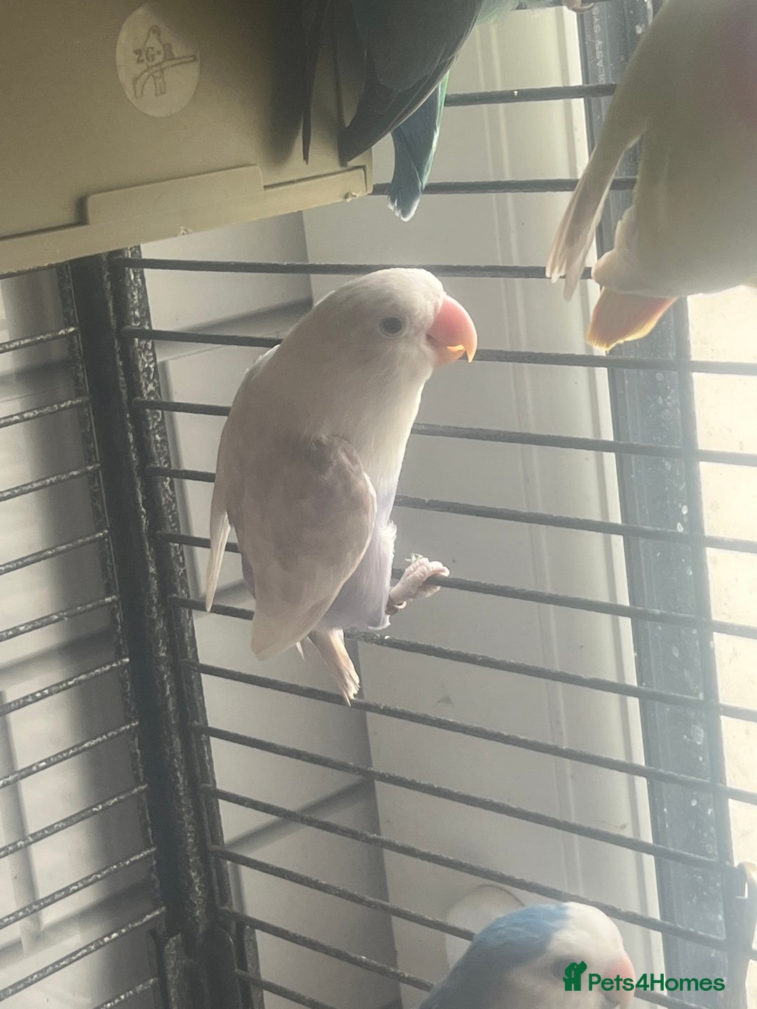 Lovebirds birds for sale: Beautiful lovebirds - Image 7