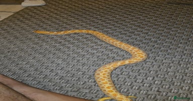 Snake reptiles CB21 Female Albino Hognose  - Advert 9