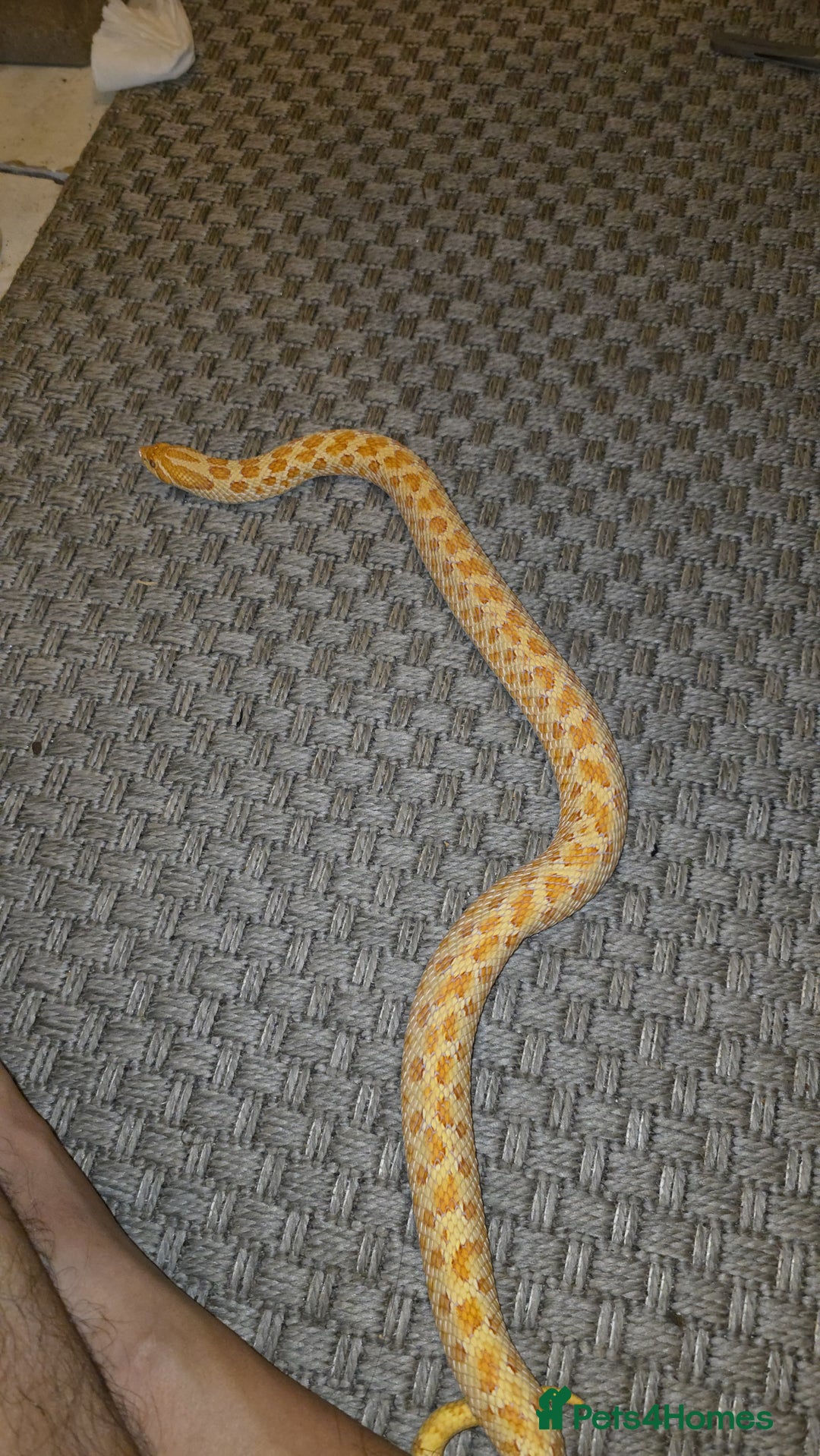 Snake reptiles for sale: CB21 Female Albino Hognose  - Advert 2