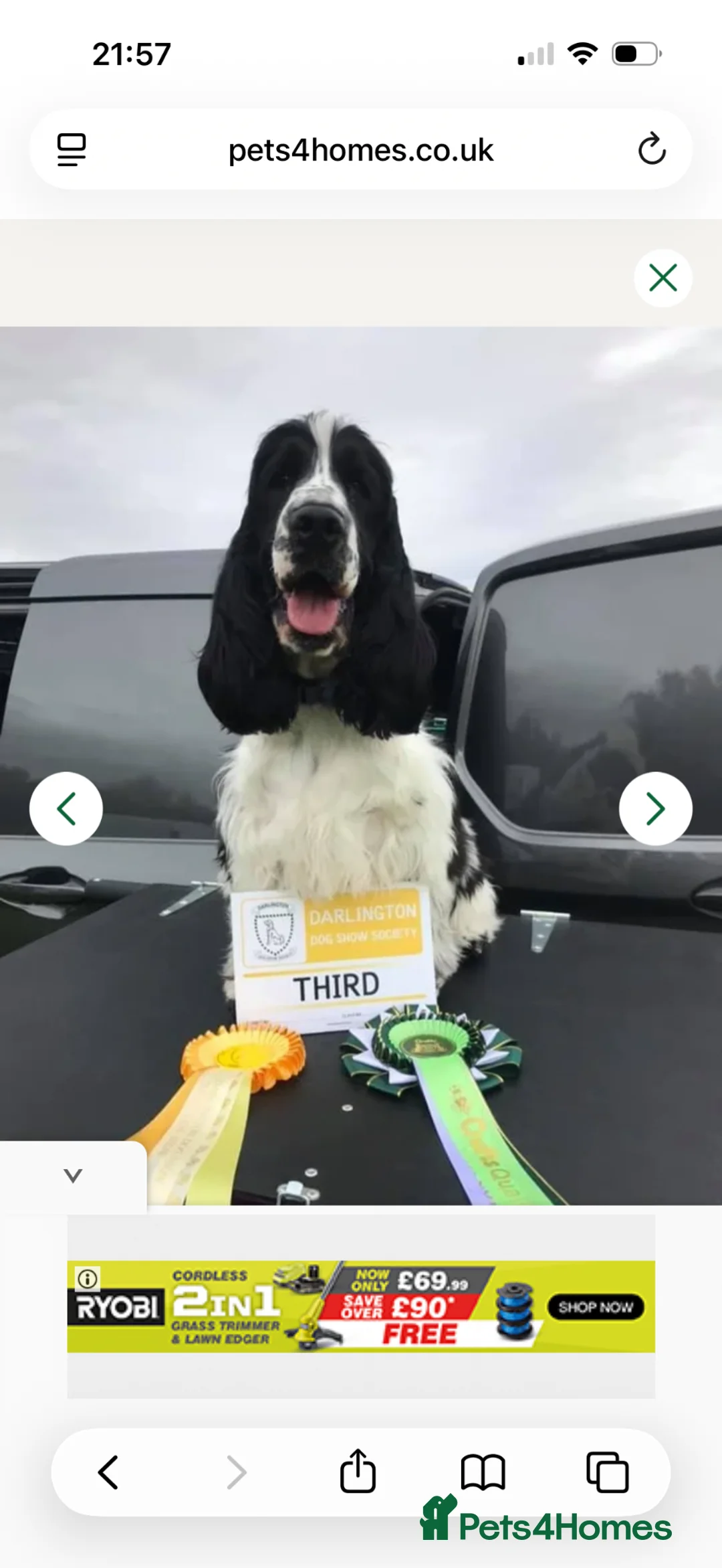 Cocker Spaniel dogs for sale: 2 beautiful KC show cocker spaniels  in Skegness - Advert 2