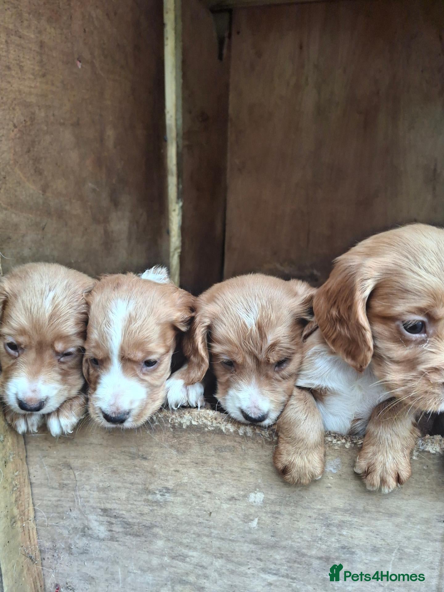 Cocker Spaniel dogs Beautiful KC Cocker Puppies  - Advert 2