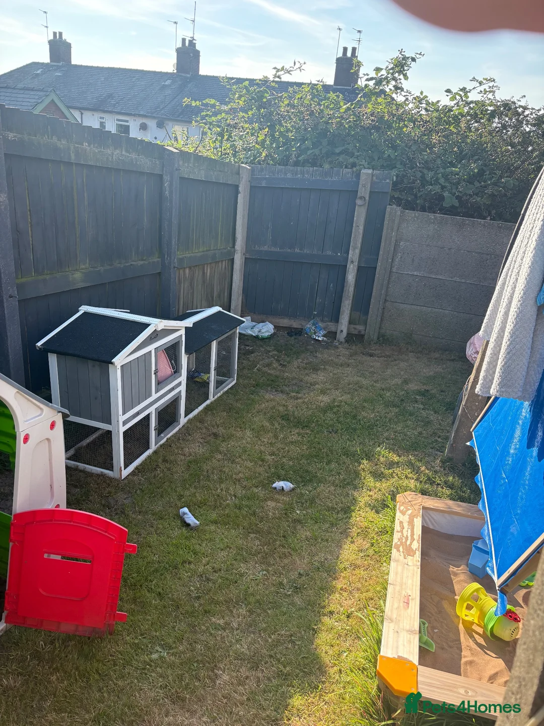 Mixed Breed rabbits for sale: Thumper in Blackpool - Advert 3