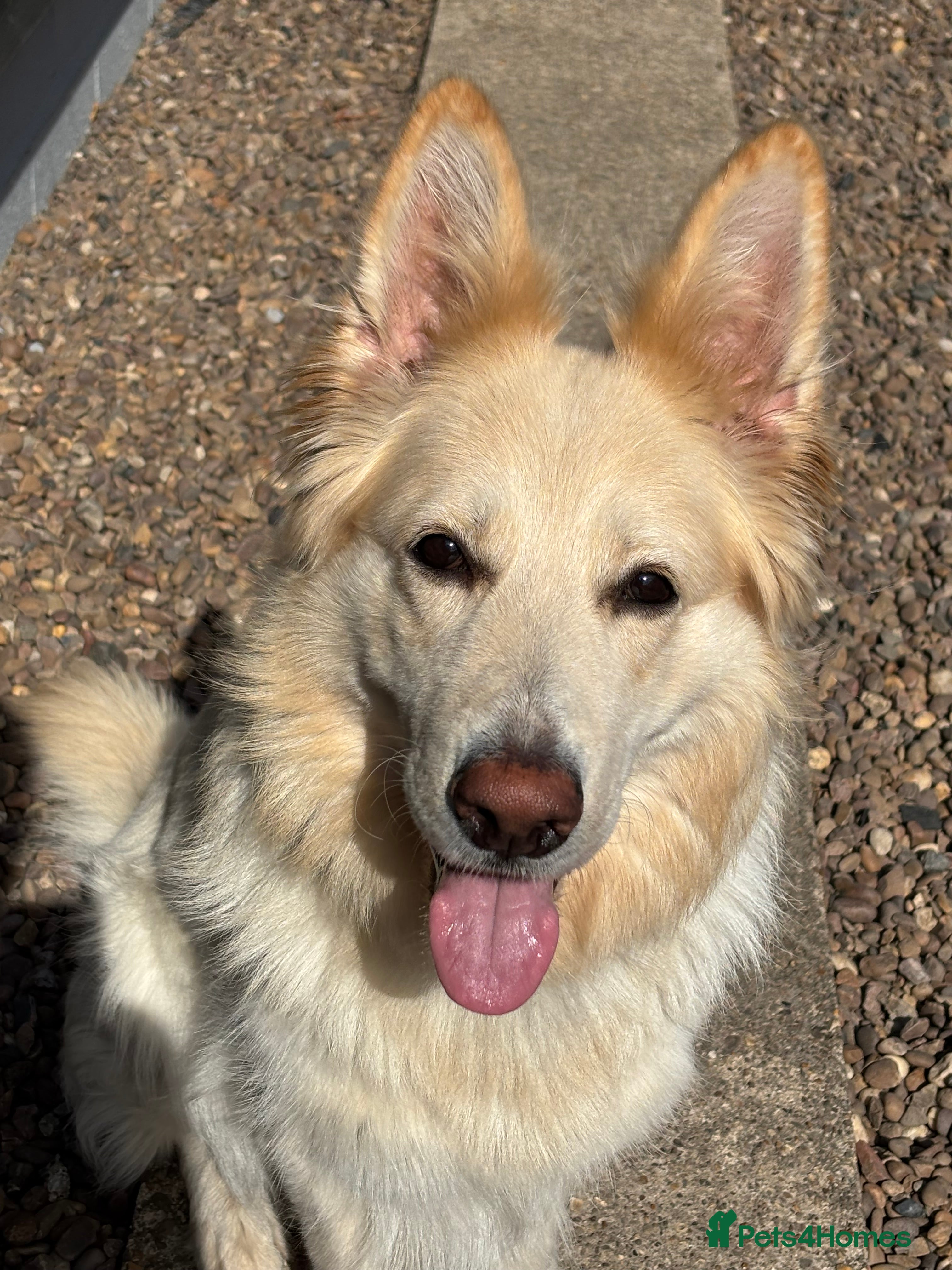 German Shepherd dogs White Apricot/Cream 3yrs old GSD - Advert 10
