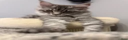 Maine Coon cats for sale: TICA Registered Maine Coon Kittens - Advert 13