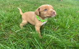 Cocker Spaniel dogs for sale: READY SOON! Working Cocker Spaniel mix Puppies  - Image 12