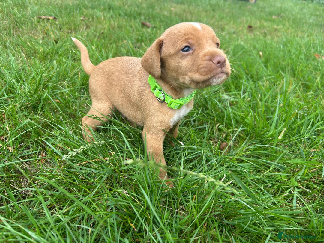 Cocker Spaniel dogs for sale: READY SOON! Working Cocker Spaniel mix Puppies  - Image 12