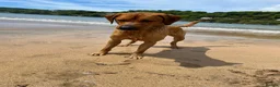 Labrador Retriever dogs for sale: Outstanding Red Fox Labrador Puppies - Advert 6