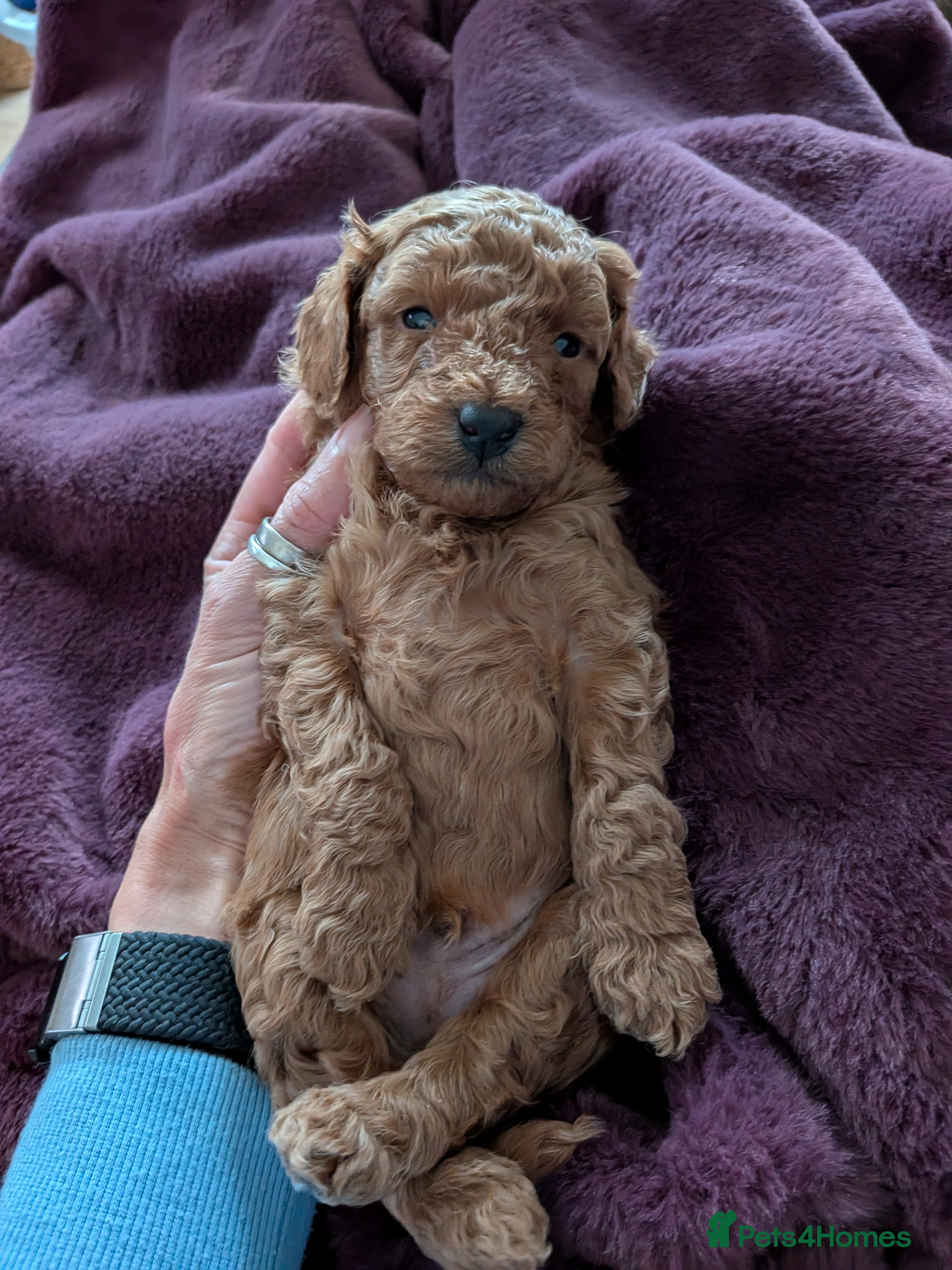 Maltipoo dogs for sale: lola mum - Advert 2
