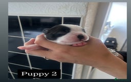 Boston Terrier dogs for sale: MAGGIES BEAUTIFUL PUPPIES  - Image 5