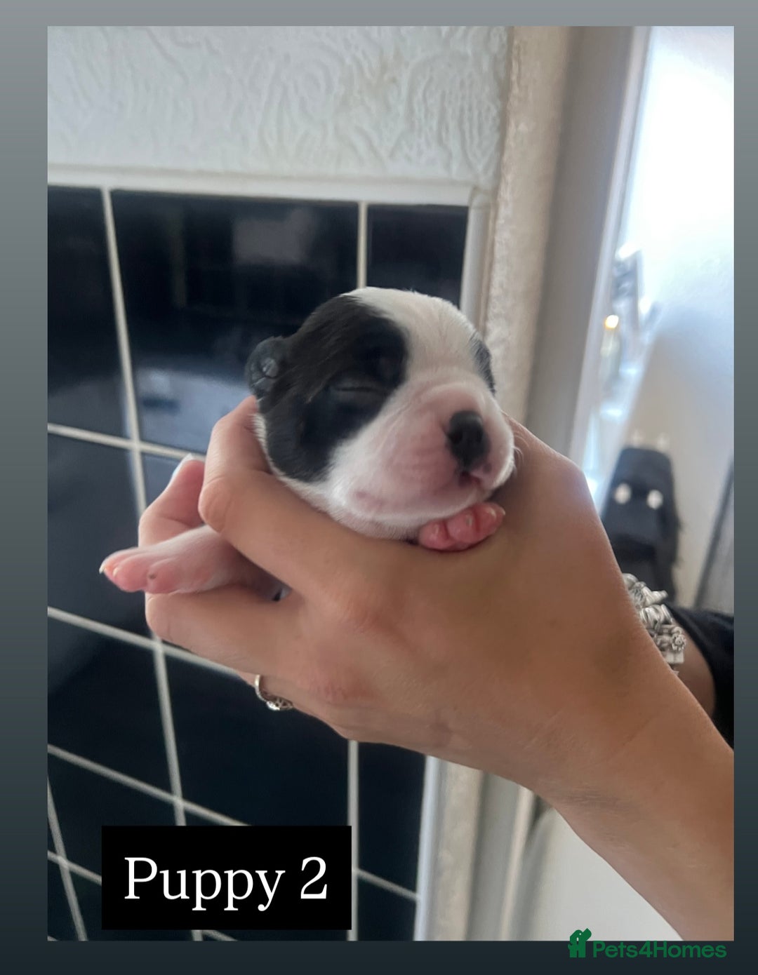 Boston Terrier dogs for sale: MAGGIES BEAUTIFUL PUPPIES  - Image 5