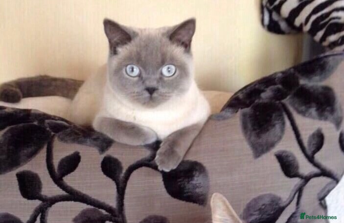 Persian cats 3x beautiful kittens for sale *ONE LEFT* - Advert 1