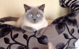 Persian cats for sale: 3x beautiful kittens for sale  - Advert 1