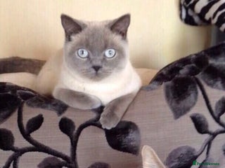 Persian cats 3x beautiful kittens for sale - Advert 9