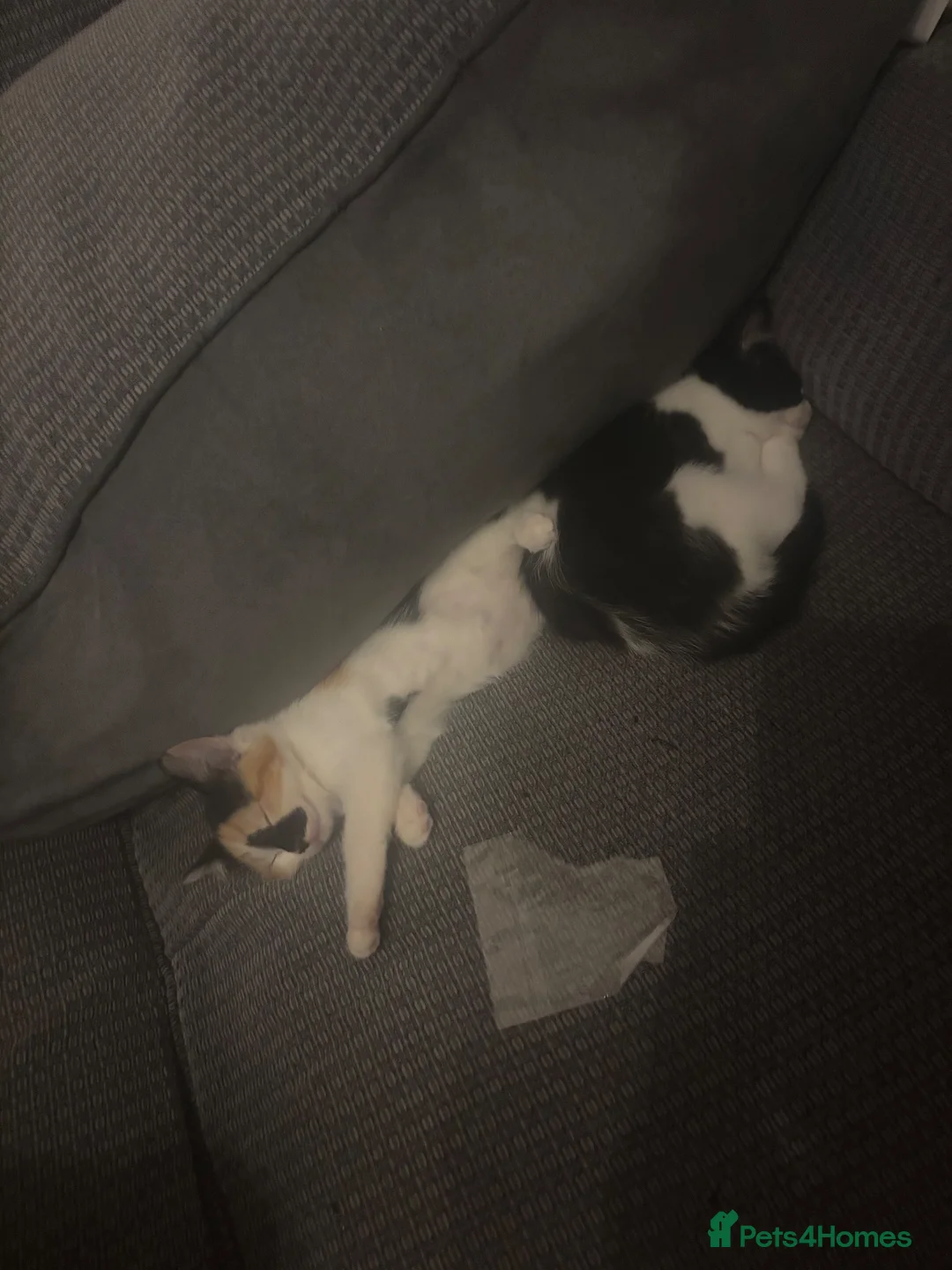 Mixed Breed cats for sale: Black & white Calico/torti beauties  - Advert 2