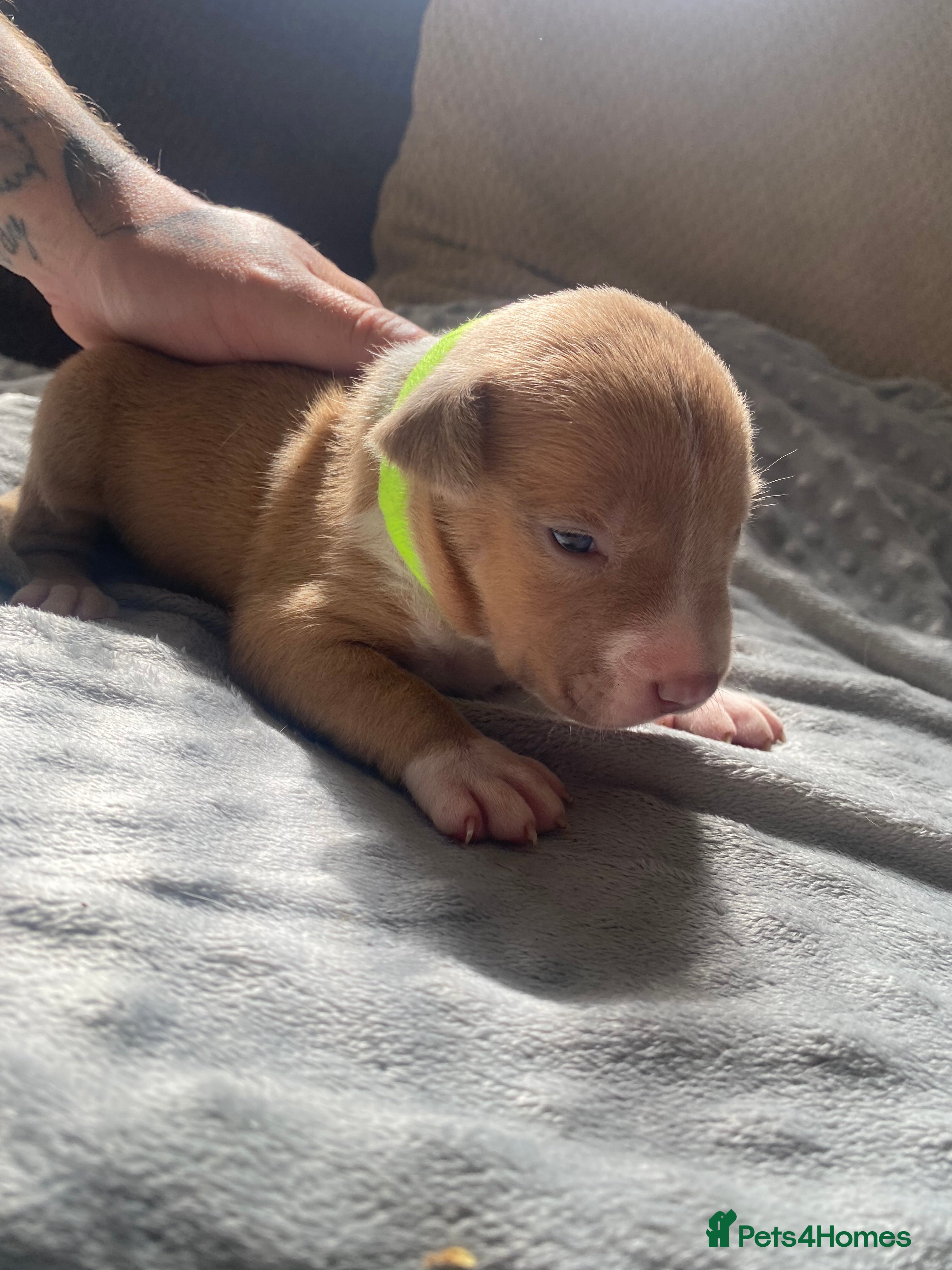 American Bully dogs LILAC TRI AMERICAN BULLY PUPS  - Advert 6