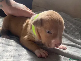 American Bully dogs LILAC TRI AMERICAN BULLY PUPS - Advert 17