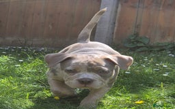 American Bully dogs for sale: Pocket bully  - Image 4
