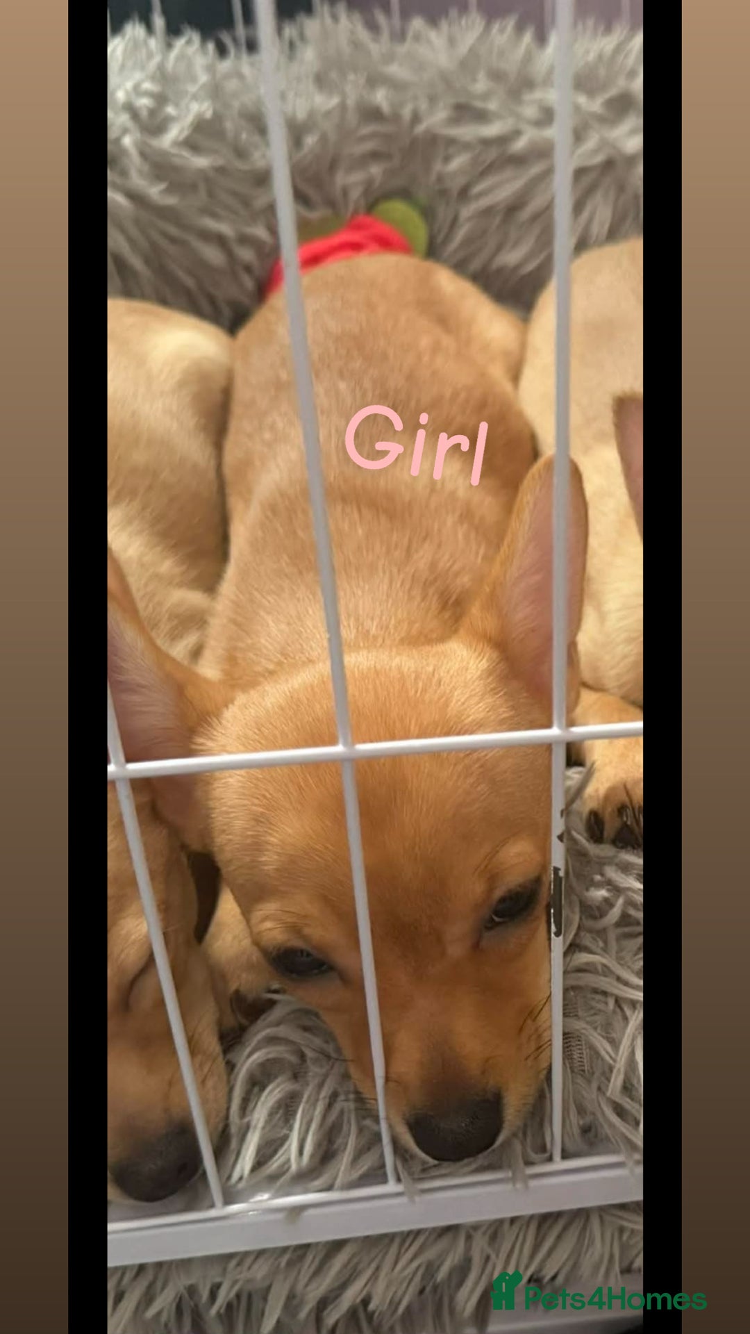 Mixed Breed dogs for sale: Jack x Chi x Poms - Advert 2