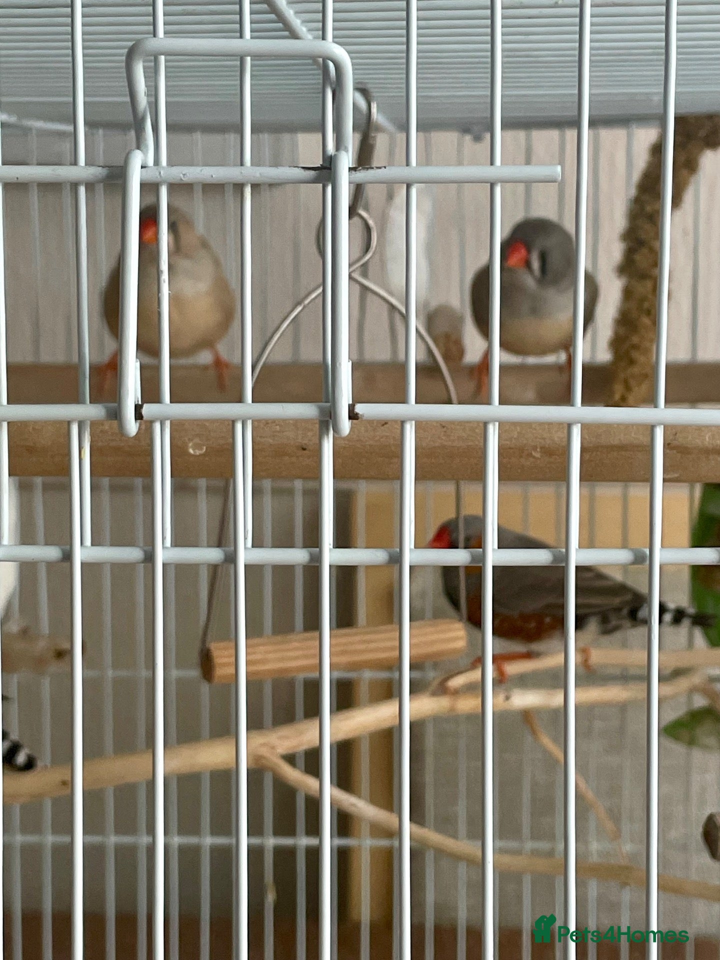 Finches birds 7 zebra finches 2 males 5 females  - Advert 4