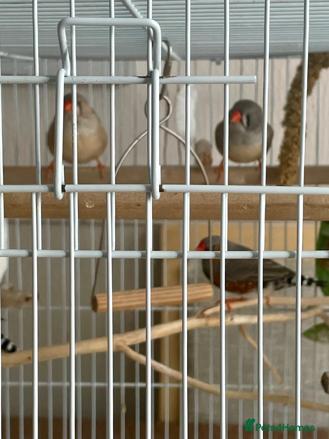 Finches birds for sale: 7 zebra finches 2 males 5 females  in Telford - Advert 1