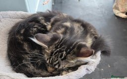 Maine Coon cats for sale: Maine coon  - Image 5