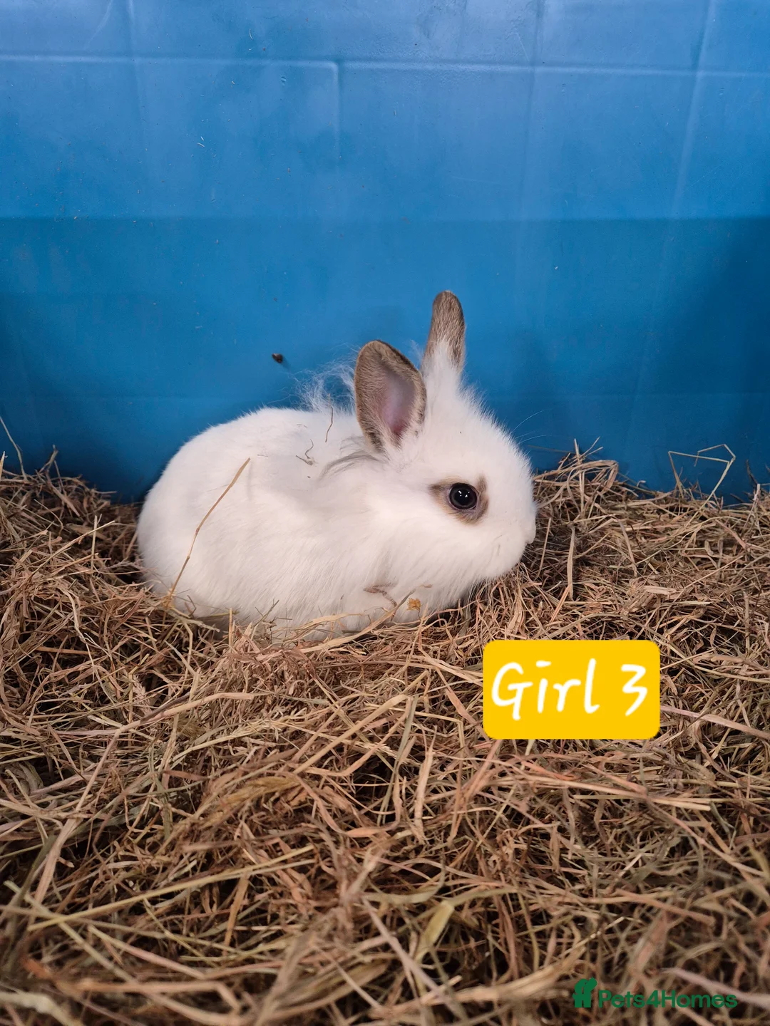 Mini Lop rabbits for sale: Baby Bunnies looking for new homes - Advert 4