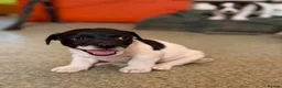 Jack Russell dogs for sale: READY NOW! Traditional Working Jack Russell Puppy - Advert 7