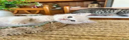 Mixed Breed cats for sale: Beautiful British short haired cross kittens  - Advert 6