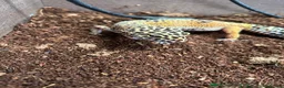Leopard Gecko reptiles for sale: Leopard gecko and complete set up - Advert 2
