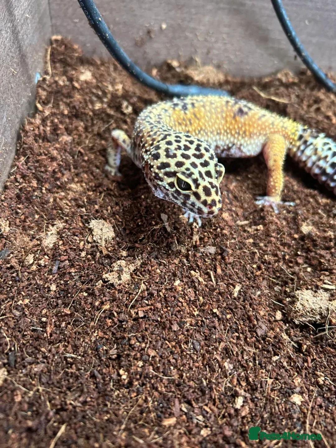 Leopard Gecko reptiles for sale: Leopard gecko and complete set up - Advert 2