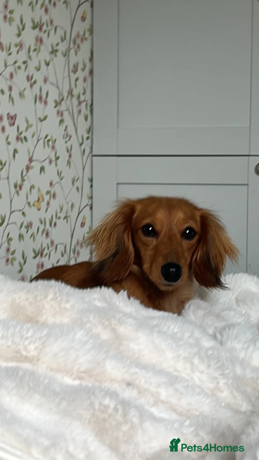Miniature Dachshund dogs for sale: Mini dachshund looking for new home  - Advert 1
